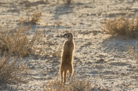 Kgalagadi-10