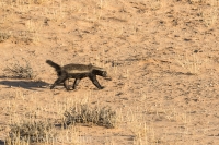 Kgalagadi-11