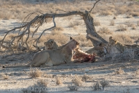 Kgalagadi-13