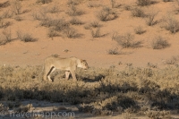 Kgalagadi-14