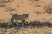 Kgalagadi-15