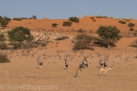 Kgalagadi-17