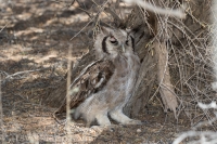 Kgalagadi-18