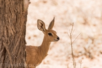 Kgalagadi-21