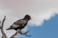 Kgalagadi-22