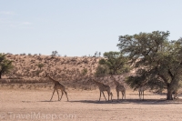Kgalagadi-24