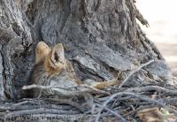 Kgalagadi-25