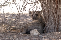 Kgalagadi-26