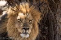 Kgalagadi-28