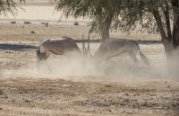 Kgalagadi-3