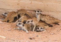 Kgalagadi-30
