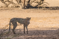 Kgalagadi-31