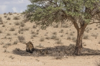 Kgalagadi-7