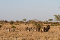 Kruger - Olifants Rest Camp -12