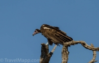 Kruger - Olifants Rest Camp -2
