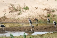 Kruger - Olifants Rest Camp -4