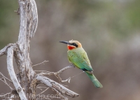 Kruger - Olifants Rest Camp -6