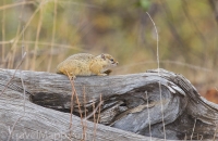 Kruger - Olifants Rest Camp -8