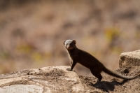 Kruger - Olifants Rest Camp -9
