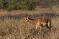Kruger - Satara Rest Camp -1