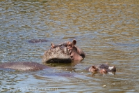 Kruger - Satara Rest Camp -12