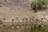 Kruger - Satara Rest Camp -13
