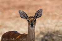 Kruger - Satara Rest Camp -14