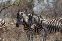 Kruger - Satara Rest Camp -15
