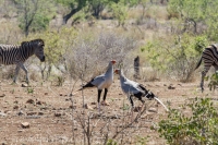 Kruger - Satara Rest Camp -16