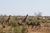 Kruger - Satara Rest Camp -17