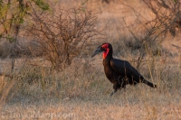 Kruger - Satara Rest Camp -18
