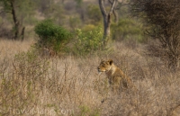 Kruger - Satara Rest Camp -19