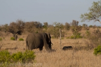 Kruger - Satara Rest Camp -2