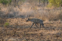 Kruger - Satara Rest Camp -3