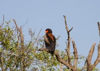 Kruger - Satara Rest Camp -4