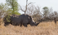 Kruger - Satara Rest Camp -5