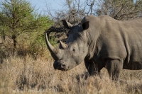 Kruger - Satara Rest Camp -6