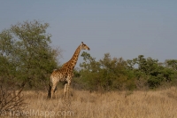Kruger - Satara Rest Camp -7