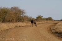 Kruger - Satara Rest Camp -8