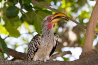 Kruger - Shingwedzi Rest Camp -1