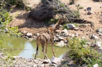 Kruger - Shingwedzi Rest Camp -2