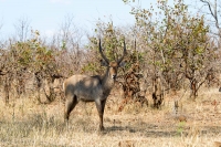 Kruger - Shingwedzi Rest Camp -3