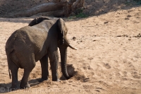 Kruger - Shingwedzi Rest Camp -4