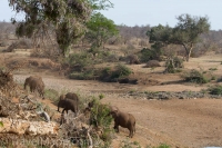 Kruger - Shingwedzi Rest Camp -5