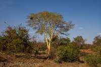 Kruger - Shingwedzi Rest Camp -6