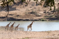 Kruger - Shingwedzi Rest Camp -7