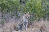 Kruger - Skukuza Rest Camp -1