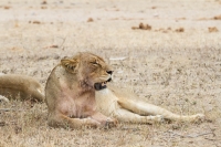 Kruger - Skukuza Rest Camp -10