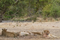 Kruger - Skukuza Rest Camp -11