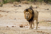 Kruger - Skukuza Rest Camp -13